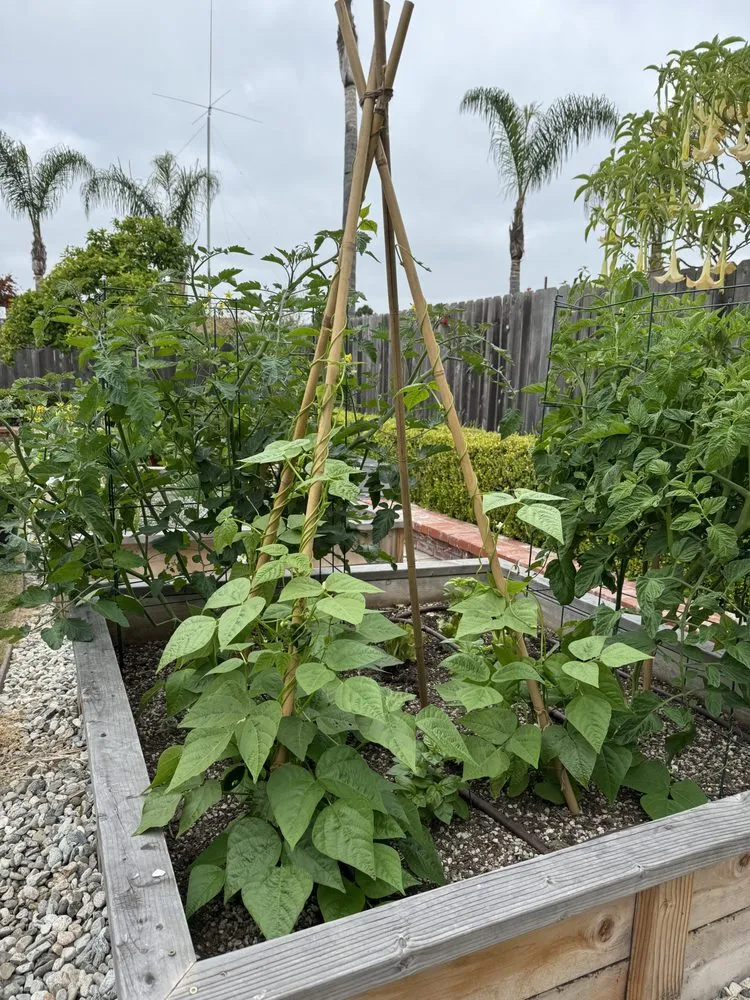 Trusted lawn care service for residential properties across Irvine, CA - Harvest to Home