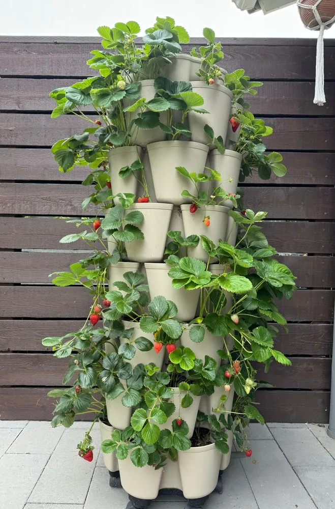 Trusted yard cleanup service in Irvine, CA by Harvest to Home