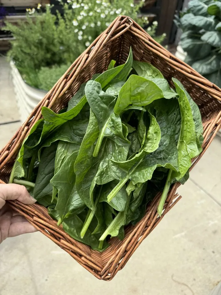 Reliable lawn mowing service experts serving Irvine, CA - Harvest to Home