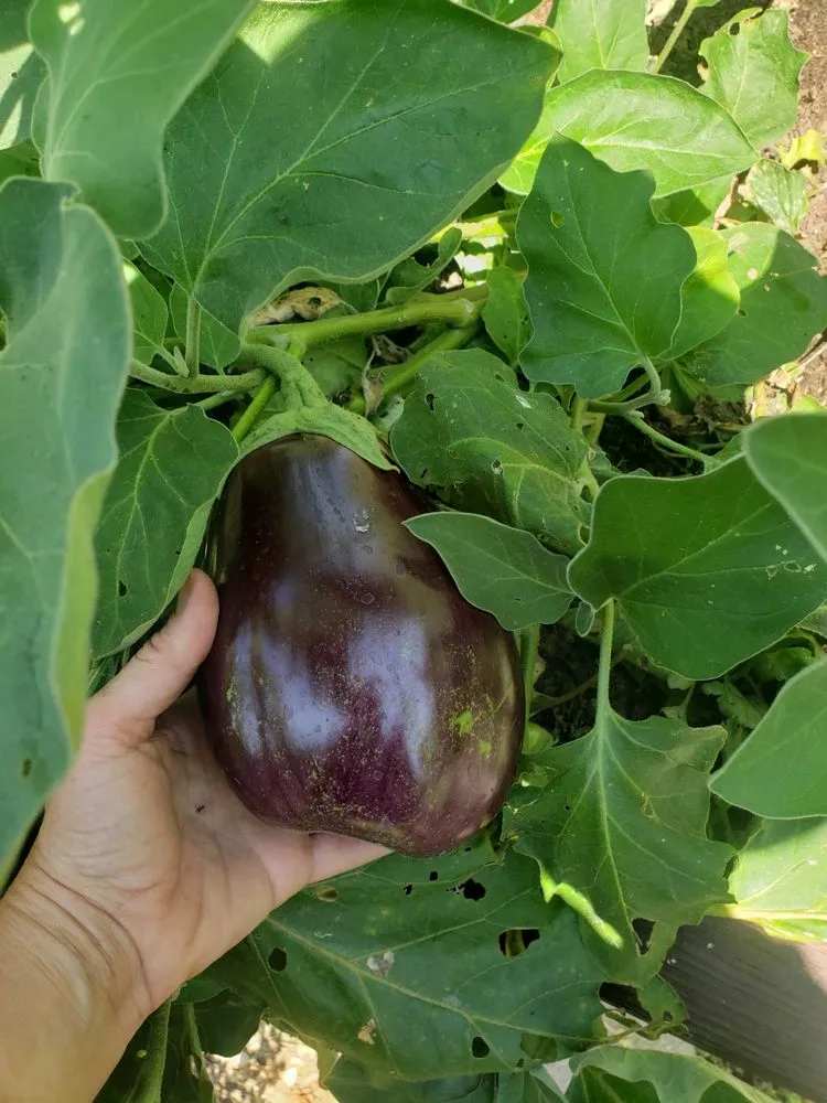 Local residential landscaping in Irvine, CA - Harvest to Home