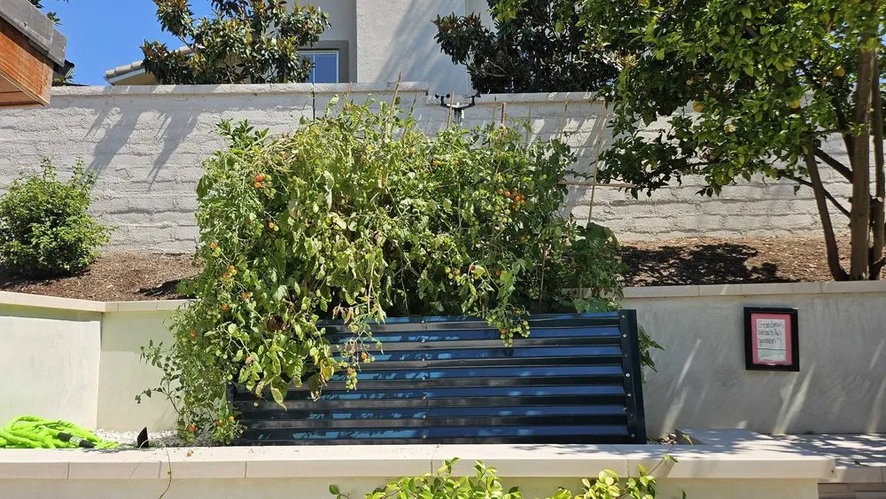 Expert lawn mowing service for year-round maintenance across Irvine, CA - Harvest to Home