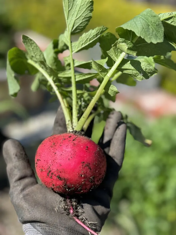 Affordable residential landscaping for beautiful yards in Irvine, CA by Harvest to Home