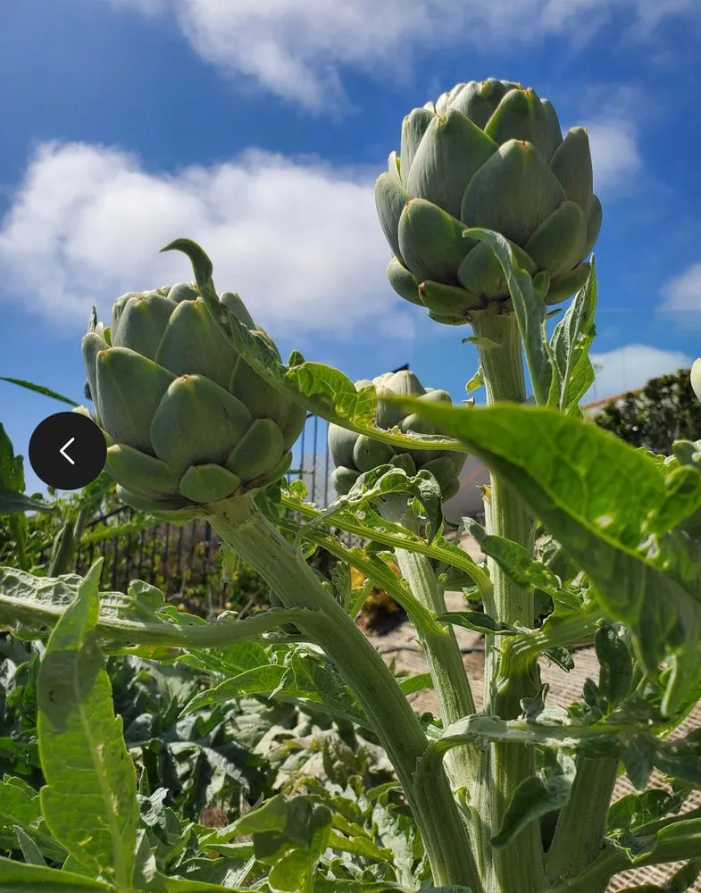 Professional yard cleanup service for beautiful yards across Irvine, CA - Harvest to Home