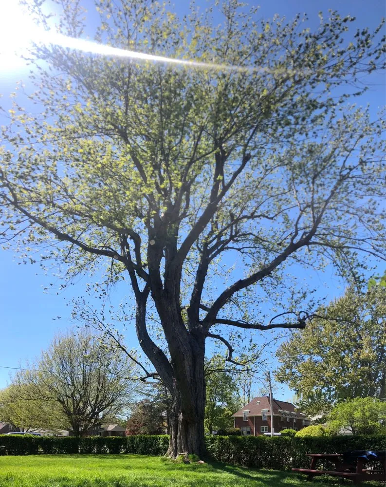 Affordable landscape design near you in West Falls, NY by Haskell Tree Service