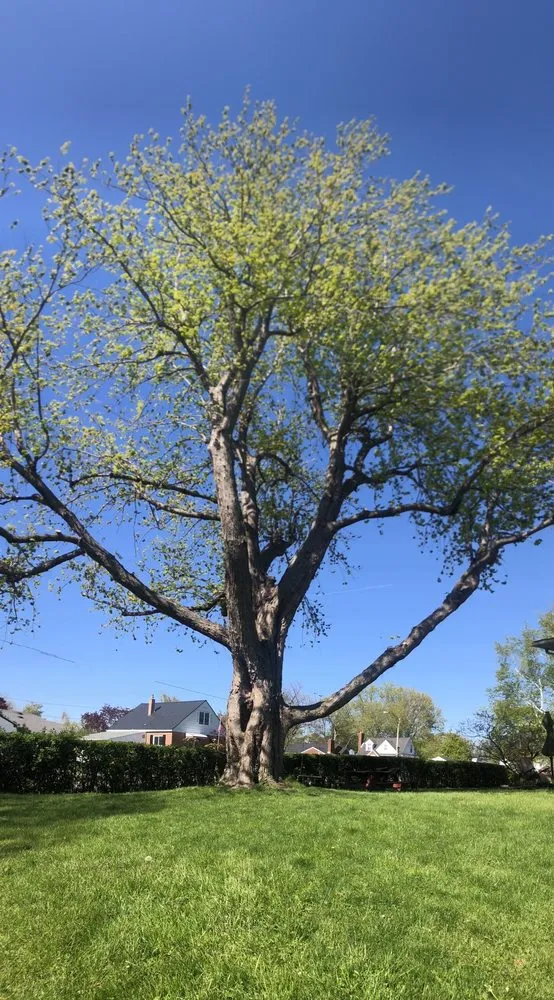 Professional yard maintenance in West Falls, NY by Haskell Tree Service