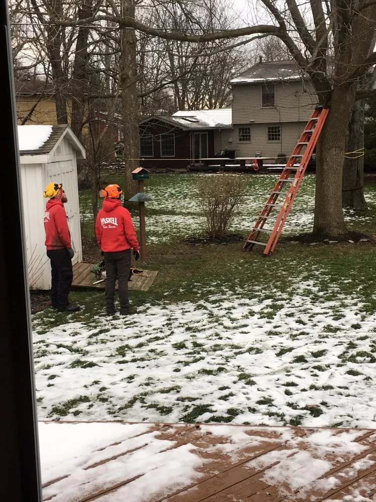 Affordable yard cleanup service in West Falls, NY by Haskell Tree Service