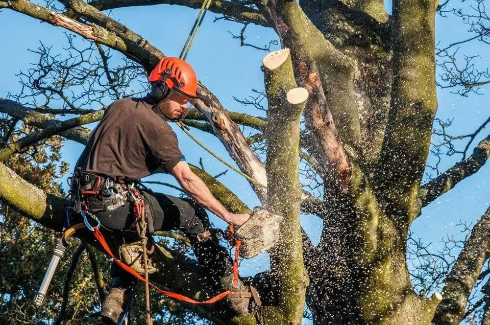 Reliable landscaping services near you across West Falls, NY - Haskell Tree Service