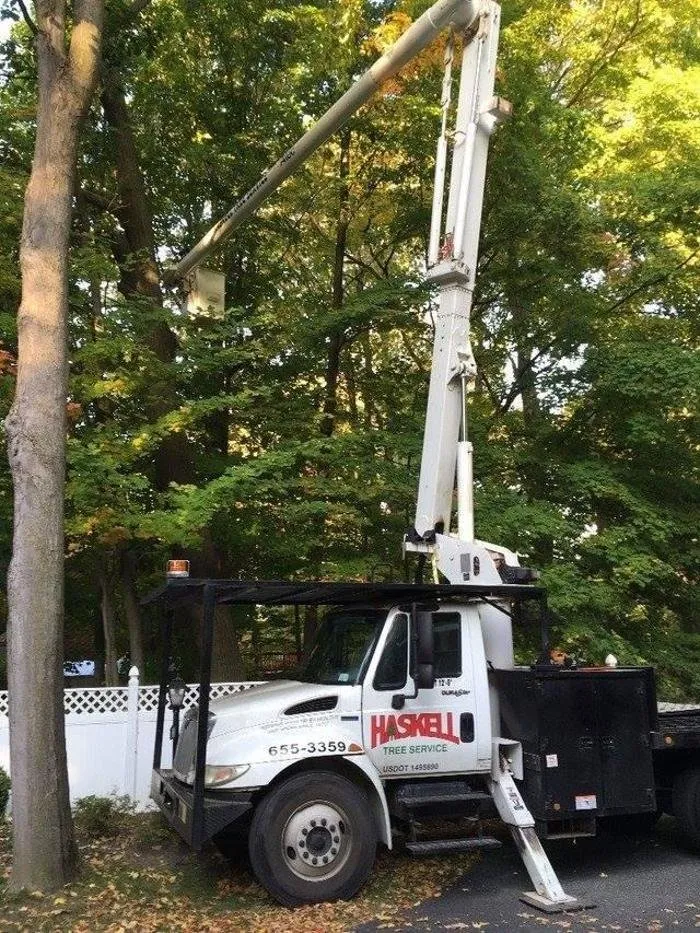 Trusted yard maintenance for outdoor upgrades in West Falls, NY by Haskell Tree Service