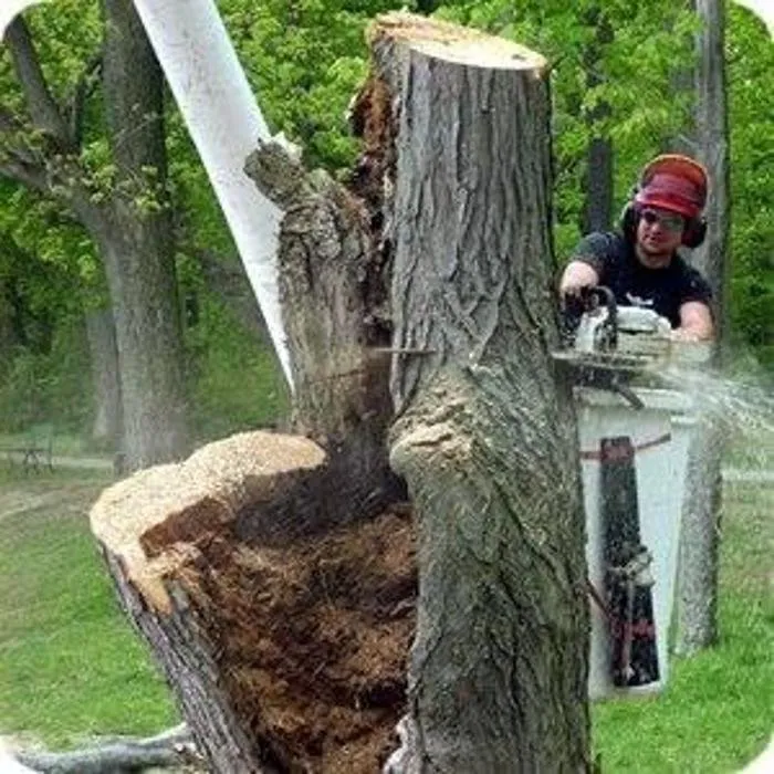 Custom yard maintenance experts serving West Falls, NY - Haskell Tree Service