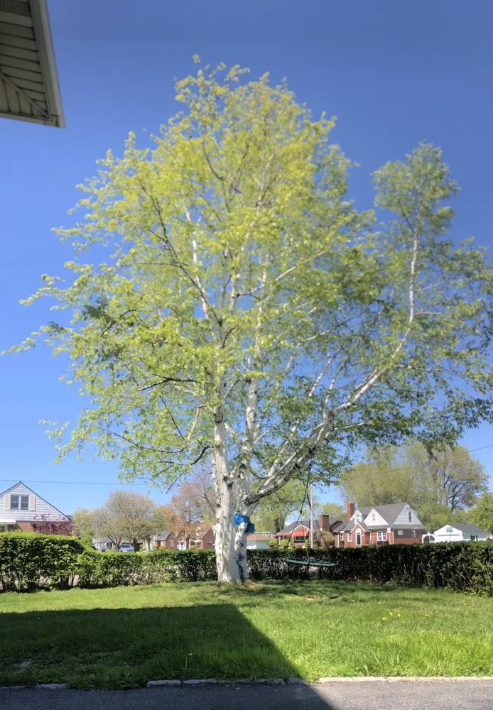 Professional landscape design for residential properties across West Falls, NY - Haskell Tree Service
