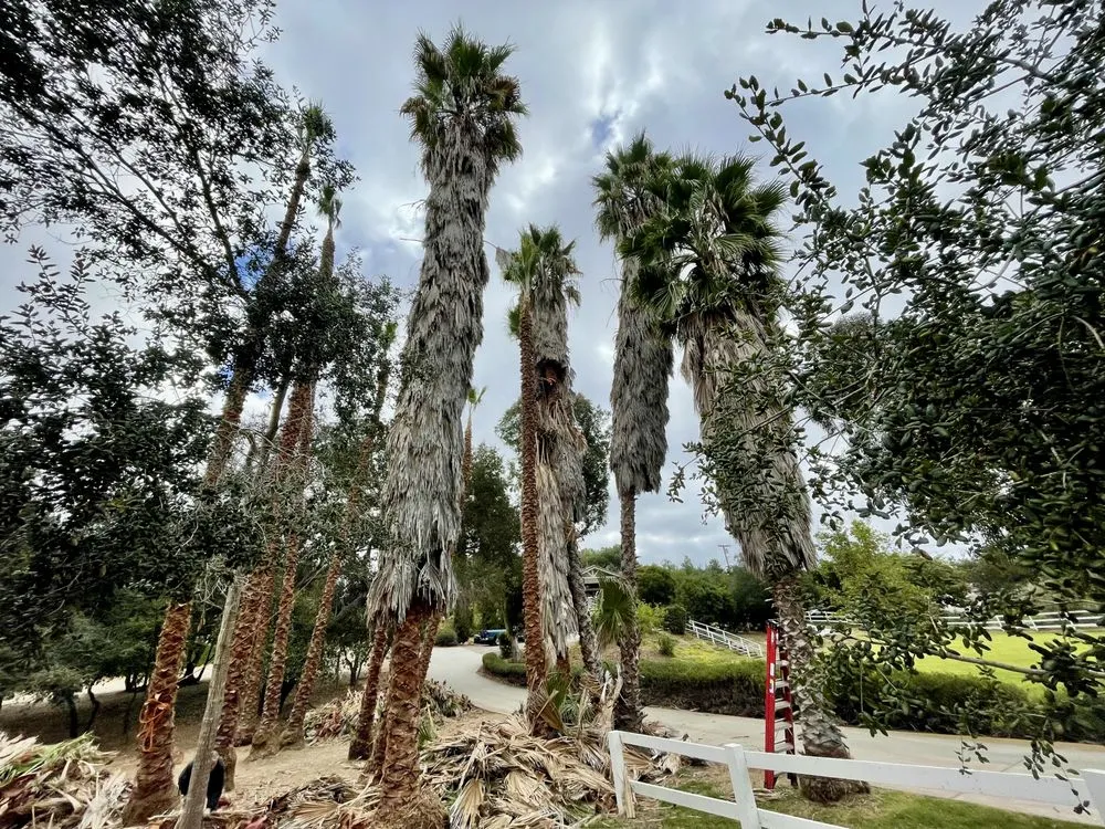 Trusted yard cleanup service in Bonsall, CA by Haul Boss