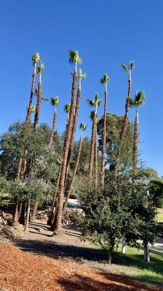 Expert landscape installation in Bonsall, CA - Haul Boss