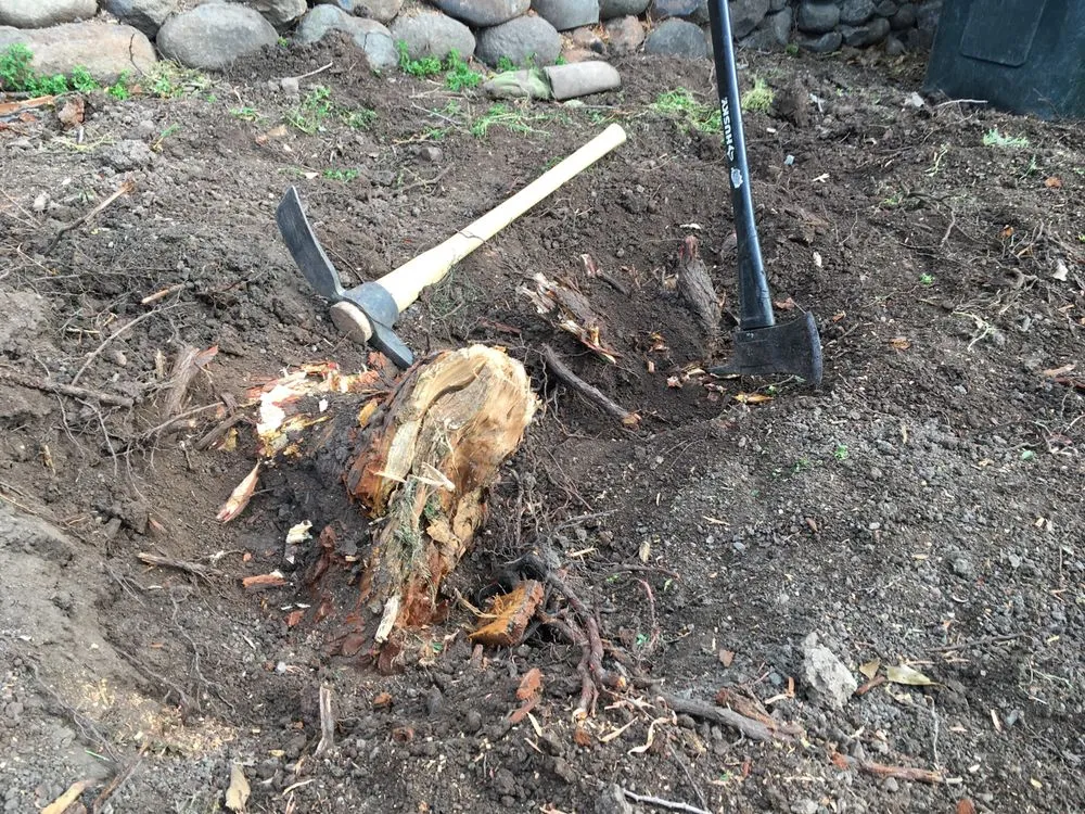 Professional yard maintenance in Berkeley, CA - Haul U Need Yard Services