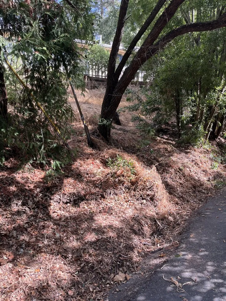 Reliable yard cleanup service in Berkeley, CA - Haul U Need Yard Services