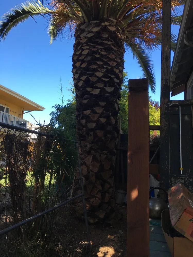 Expert garden landscaping in Berkeley, CA - Haul U Need Yard Services