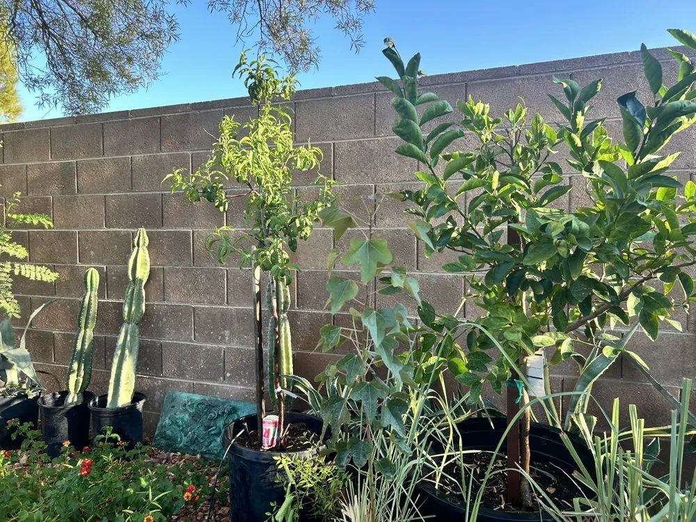 Custom landscape design in Enterprise, NV by Hauling Vegas & Landscaping