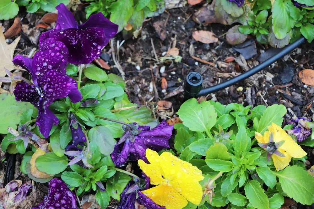 Affordable garden landscaping in Frisco, TX - Haven Landscape and Irrigation