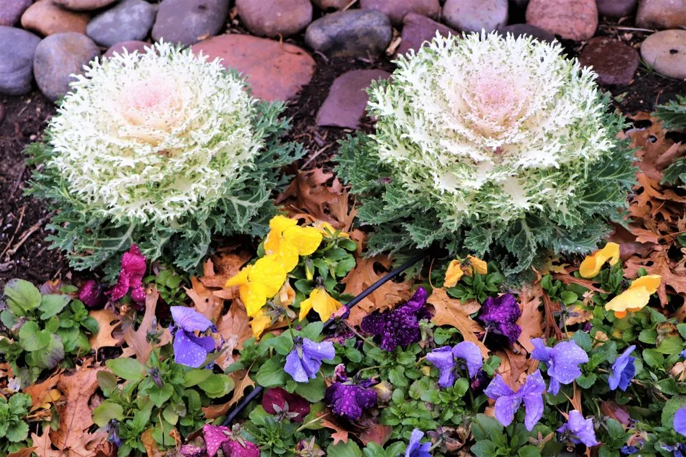 Affordable outdoor landscaping with custom design in Frisco, TX by Haven Landscape and Irrigation