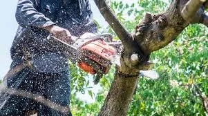 Local yard maintenance near you across Provo, UT - Havenlight Services