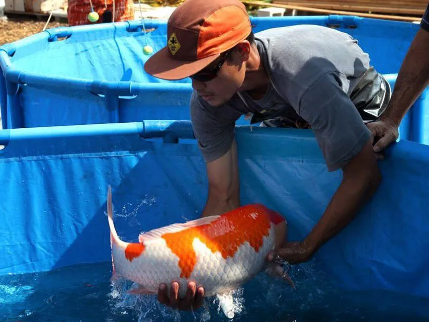 Affordable outdoor landscaping in Honolulu, HI by Hawaii Koi & Ponds