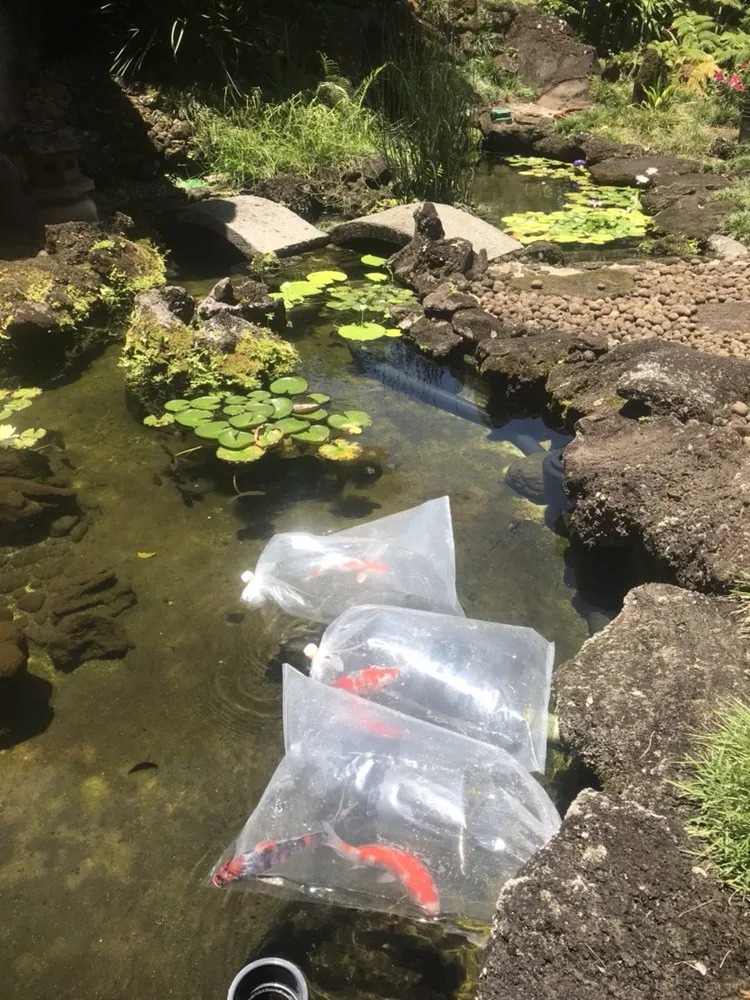 Local garden landscaping in Honolulu, HI - Hawaii Koi & Ponds