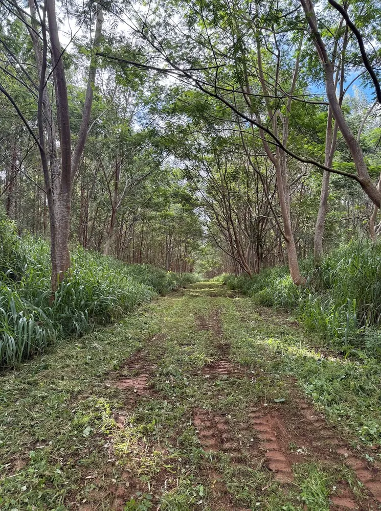 Trusted landscape design for residential properties across Kapaʻa, HI - Hawaii Land Solutions