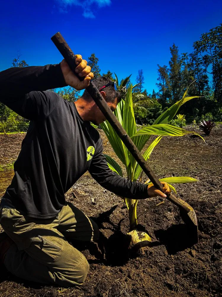 Top-rated garden landscaping in Pāhoa, HI - Hawaii Tree And Landscape