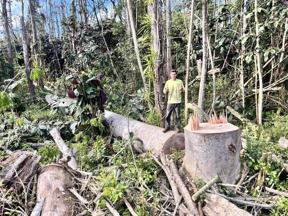 Trusted garden landscaping in Pāhoa, HI by Hawaii Tree And Landscape