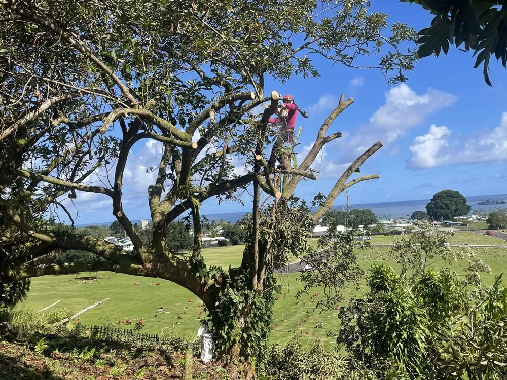 Reliable landscape design experts serving Pāhoa, HI - Hawaii Tree And Landscape