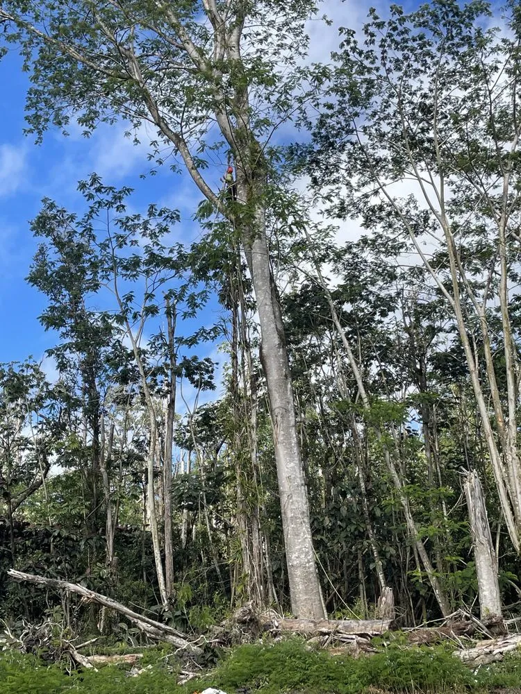 Affordable lawn mowing service in Pāhoa, HI - Hawaii Tree And Landscape