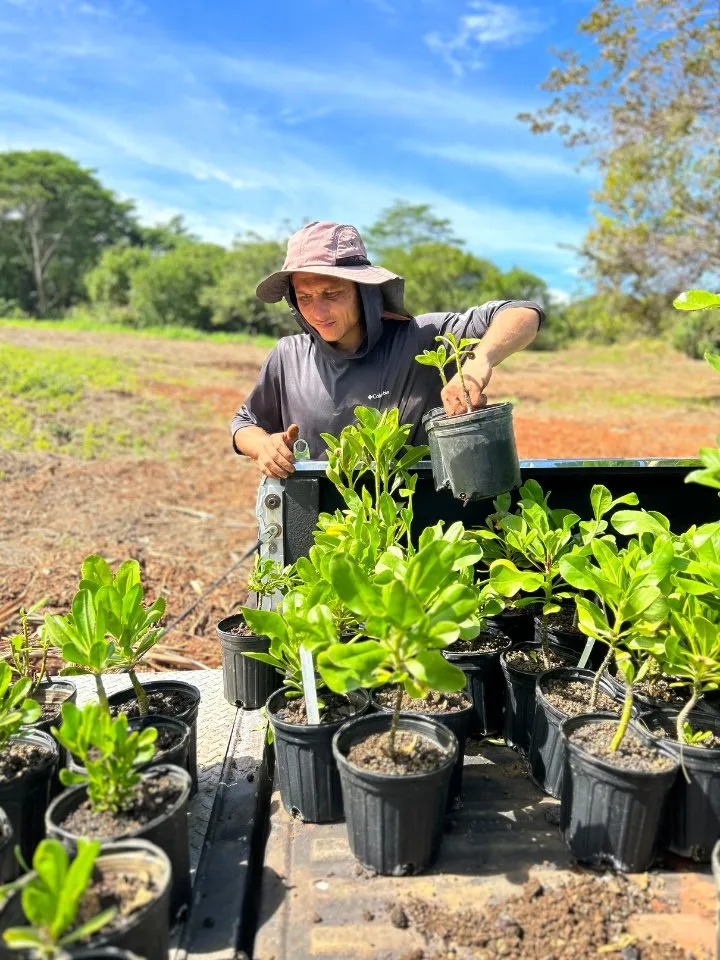 Affordable landscape design near you across Pāhoa, HI - Hawaii Tree And Landscape