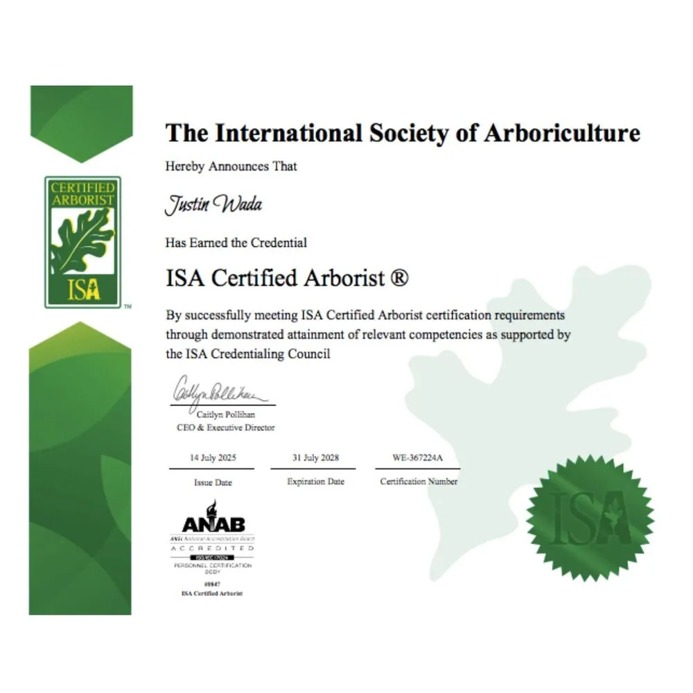 Custom yard cleanup service for outdoor upgrades across Pāhoa, HI - Hawaii Tree And Landscape