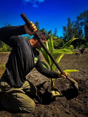 Hawaii Tree And Landscape Logo