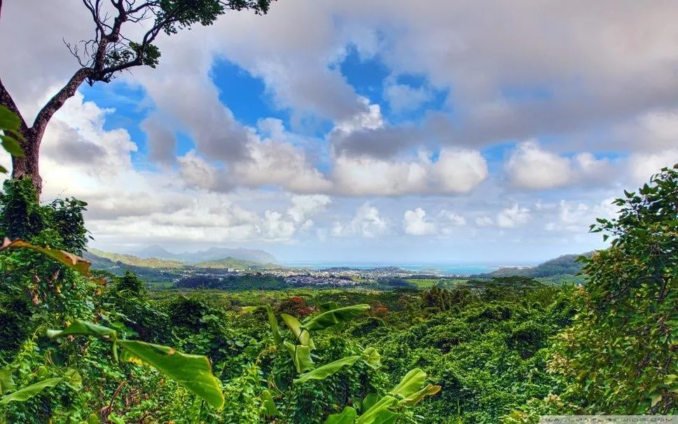 Affordable lawn mowing service for beautiful yards across Ewa Beach, HI - Hawaii Tree Service Company