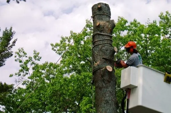 Custom lawn mowing service experts serving Ewa Beach, HI - Hawaii Tree Service Company