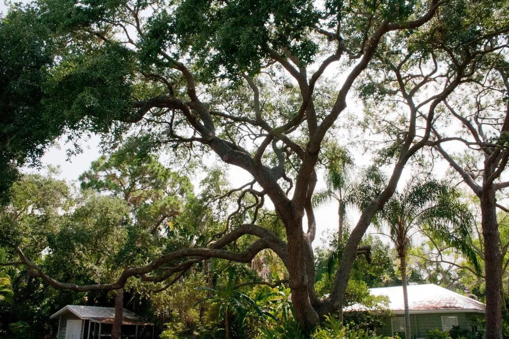 Expert lawn care service in Ewa Beach, HI - Hawaii Tree Service Company