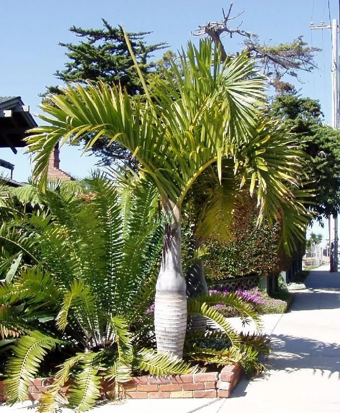 Professional outdoor landscaping for homes in Ewa Beach, HI by Hawaii Tree Service Company