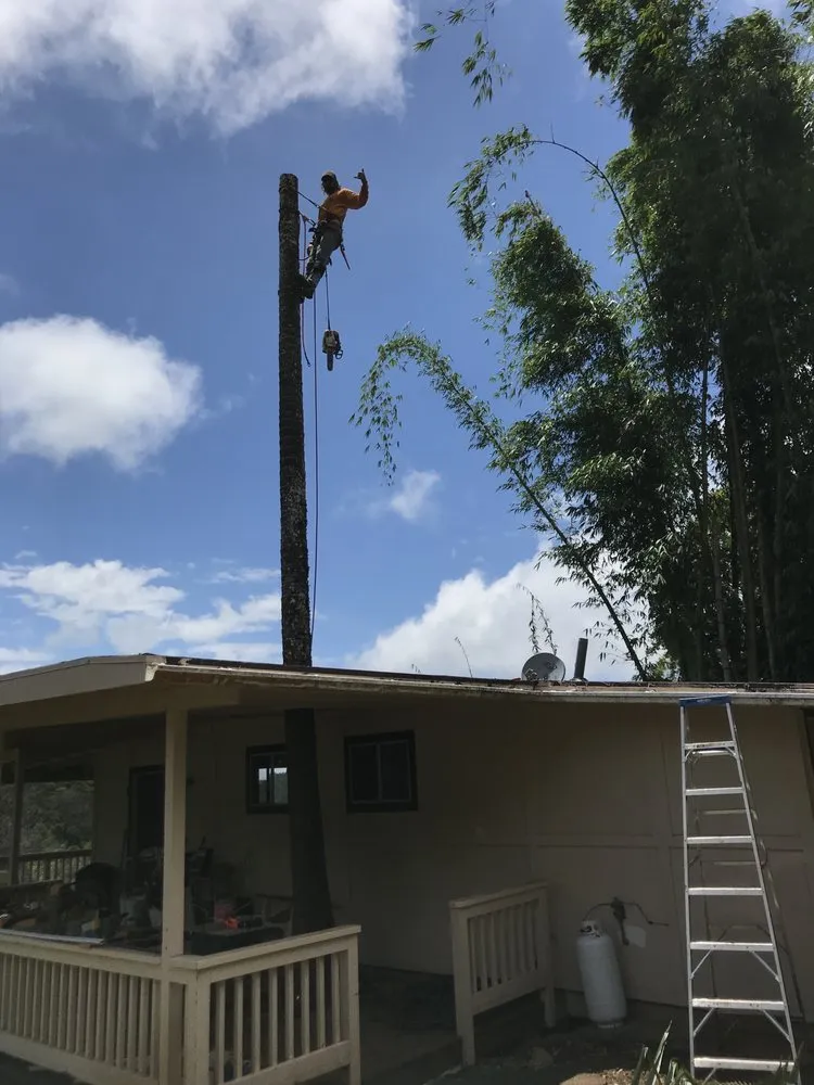 Reliable lawn care service in Haiku-Pauwela, HI - Hawaii Vegetation Control