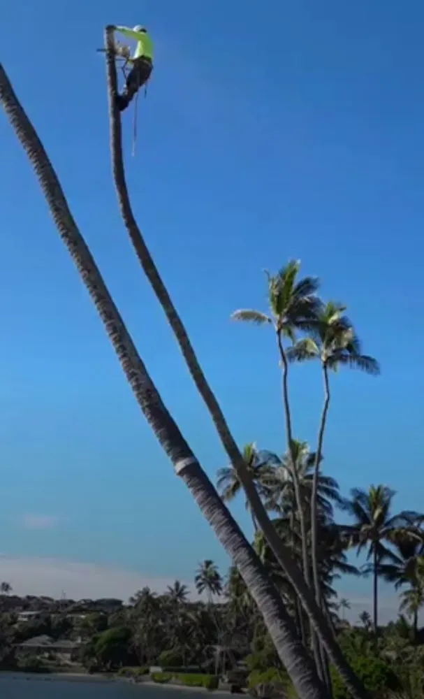 Custom landscaping services experts serving Honolulu, HI - Hawaii Vista Masterscape, Inc