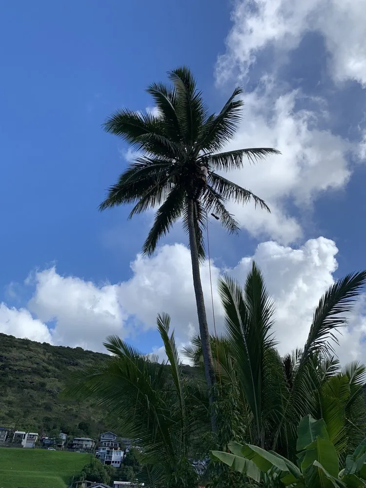 Expert yard maintenance in Honolulu, HI - Hawaii Vista Masterscape, Inc