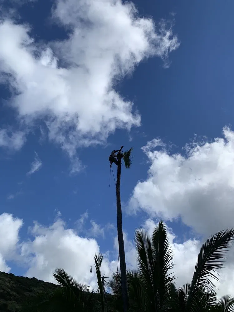 Expert yard cleanup service for beautiful yards in Honolulu, HI by Hawaii Vista Masterscape, Inc