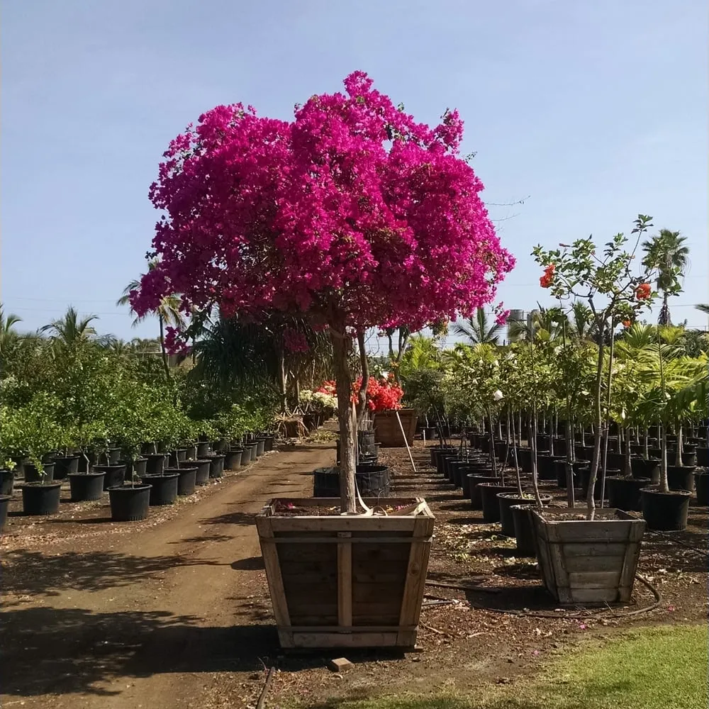 Reliable landscape installation with custom design across Kailua Kona, HI - Hawaiian Gardens