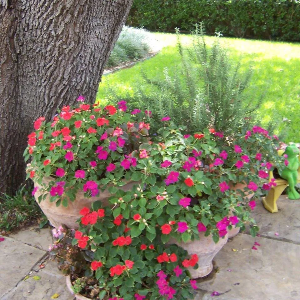 Trusted landscaping services experts serving Wylie, TX - Hawaiian Landscape Services