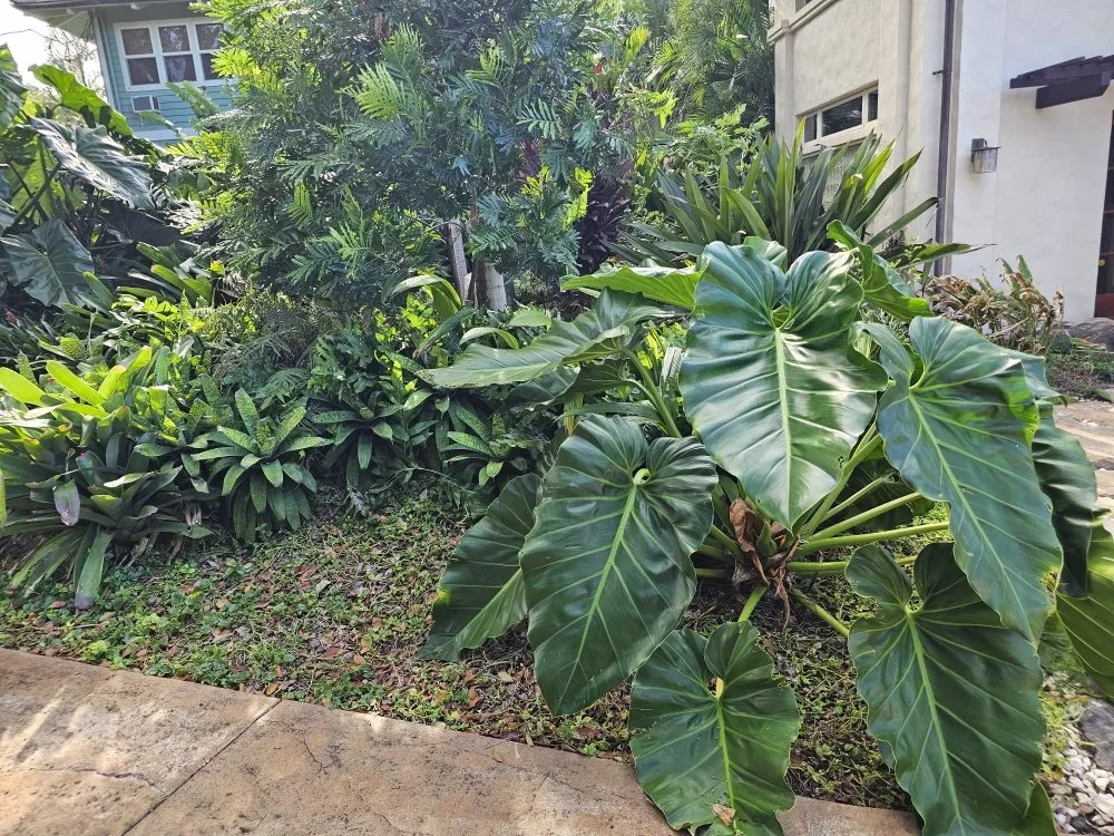 Local yard maintenance experts serving Wailuku, HI - Hawaiian Oasis Landscape