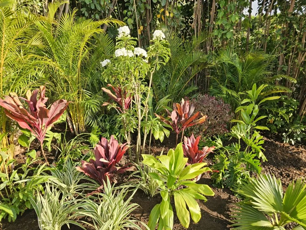 Trusted yard cleanup service experts serving Wailuku, HI - Hawaiian Oasis Landscape