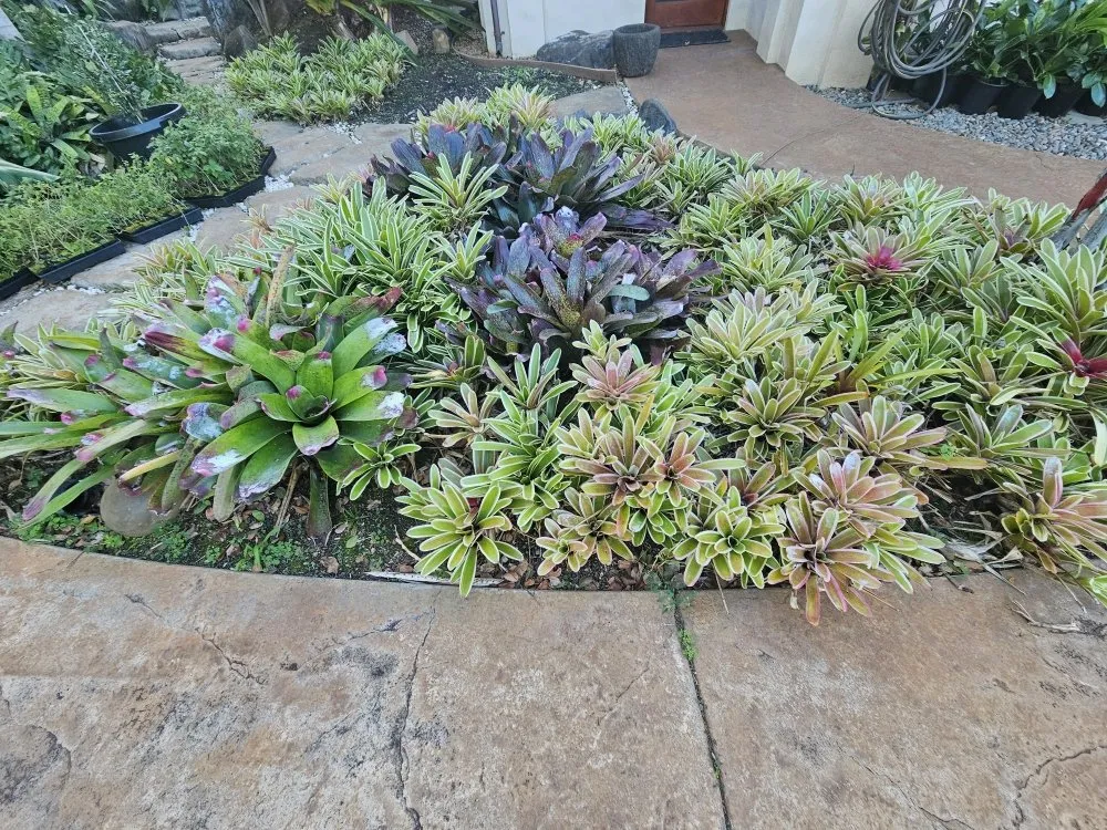 Expert yard cleanup service with custom design across Wailuku, HI - Hawaiian Oasis Landscape