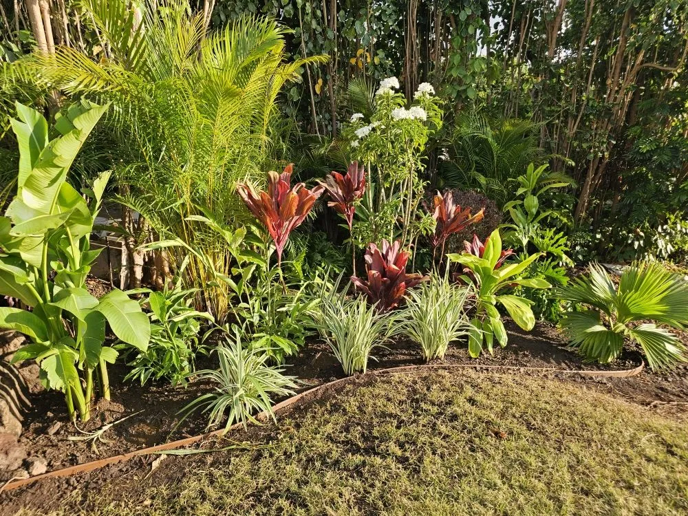 Top-rated outdoor landscaping near you in Wailuku, HI by Hawaiian Oasis Landscape