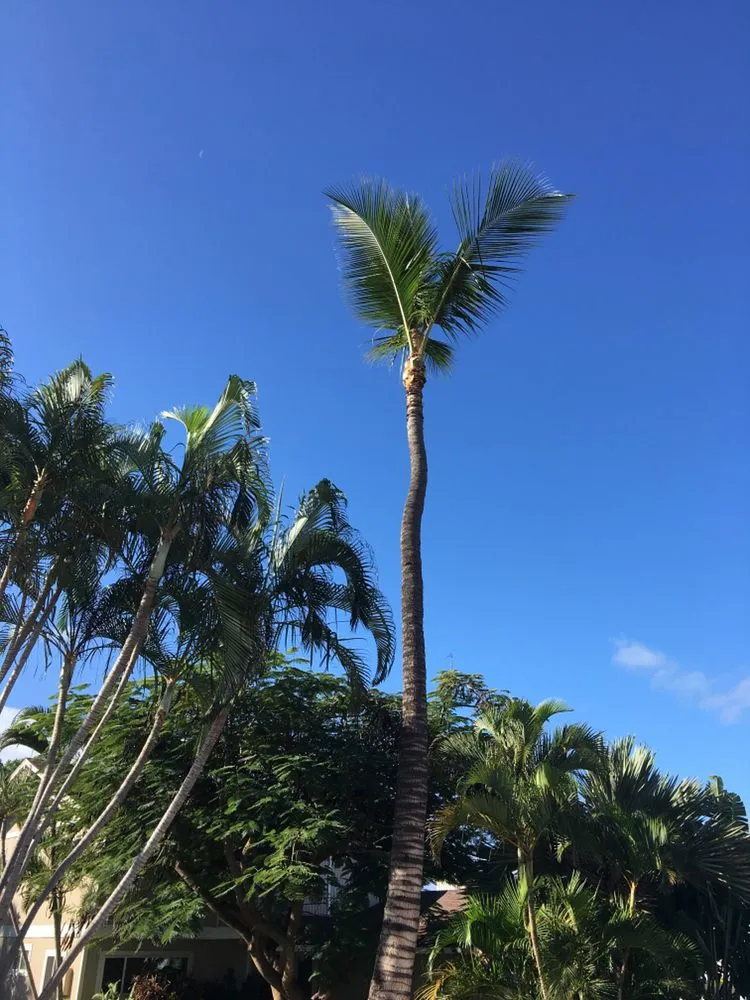 Local yard maintenance for residential properties in Wailuku, HI by Hawaiian Style Home & Landscaping