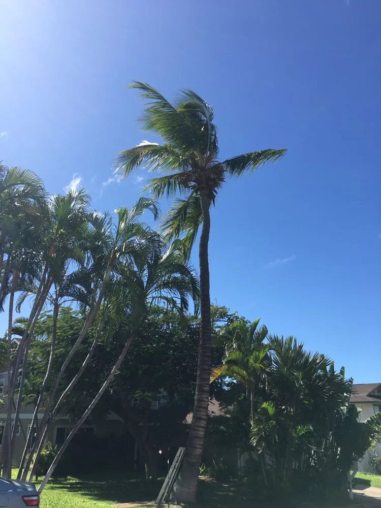 Trusted yard cleanup service in Wailuku, HI - Hawaiian Style Home & Landscaping