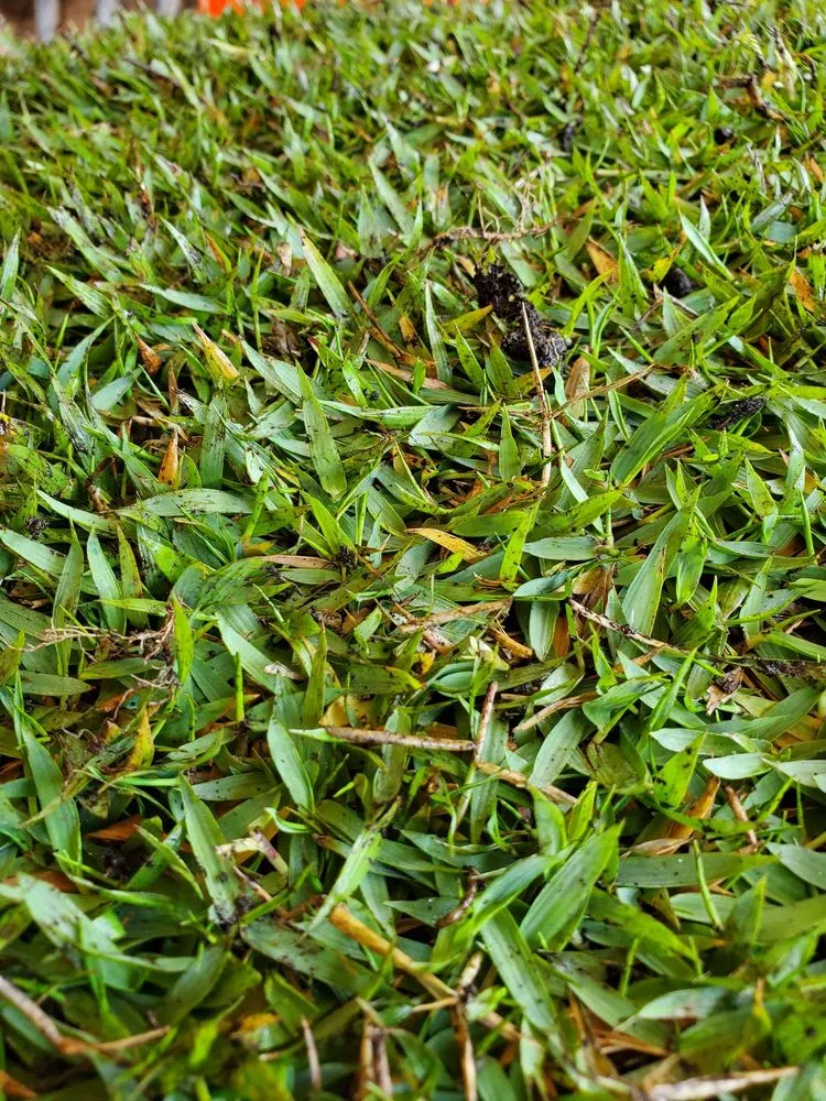 Expert landscape installation for homes in Mililani, HI by Hawaiian Turfgrass